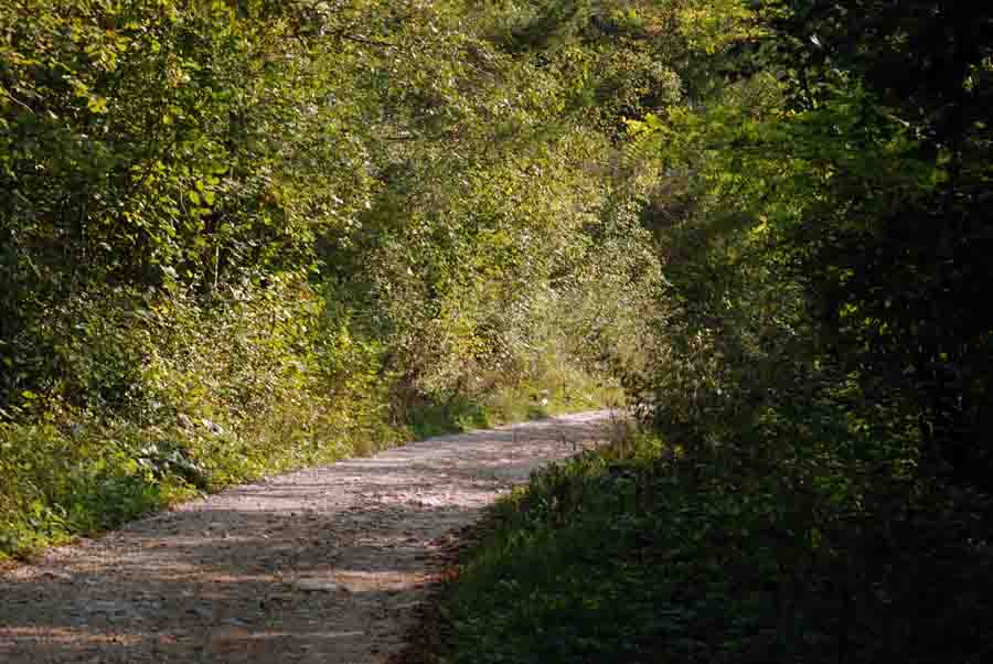 Vipera aspis francisciredi?